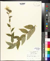 Silphium integrifolium image