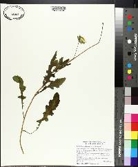 Berlandiera subacaulis image