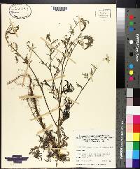 Ambrosia monophylla image