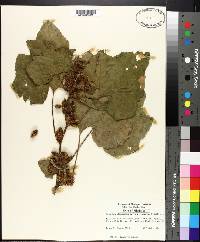 Xanthium strumarium var. glabratum image