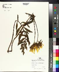 Balsamorhiza macrophylla image
