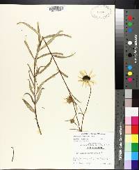 Helianthus angustifolius image