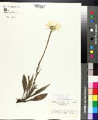 Helianthus angustifolius image