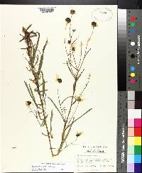 Helianthus angustifolius image