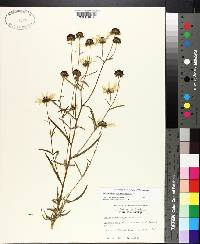 Helianthus angustifolius image