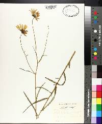 Helianthus angustifolius image