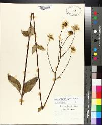 Helianthus atrorubens image