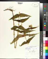 Helianthus divaricatus image