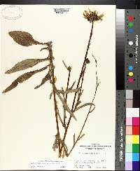 Helianthus heterophyllus image