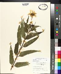 Helianthus hirsutus image