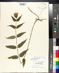 Helianthus hirsutus image