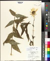 Helianthus mollis image