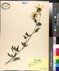 Helianthus petiolaris image