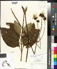 Helianthus silphioides image