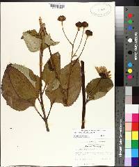 Helianthus silphioides image