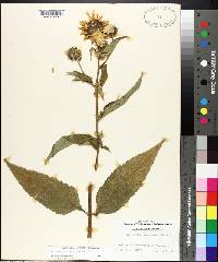 Helianthus resinosus image