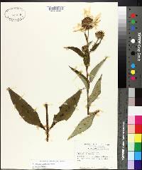 Helianthus resinosus image