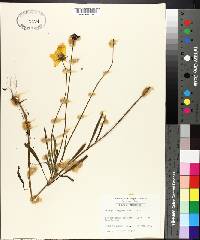 Coreopsis gladiata image