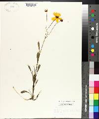 Coreopsis gladiata image