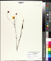 Coreopsis gladiata image