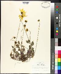 Coreopsis auriculata image