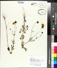 Coreopsis basalis image