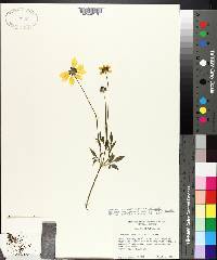 Coreopsis basalis image