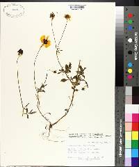 Coreopsis basalis image