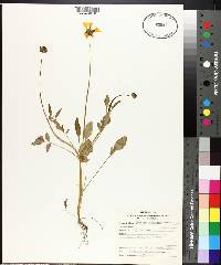 Coreopsis basalis image