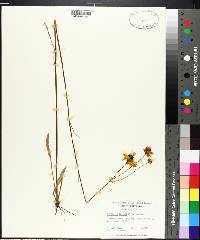 Coreopsis falcata image