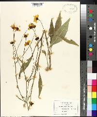 Coreopsis gladiata image