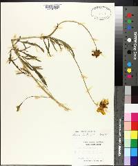 Coreopsis grandiflora image