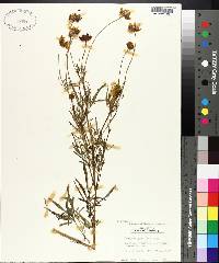 Coreopsis grandiflora image