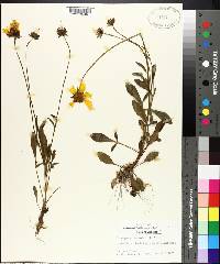 Coreopsis lanceolata image