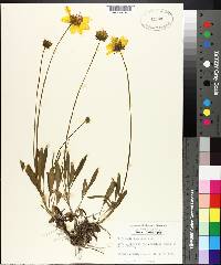 Coreopsis lanceolata image