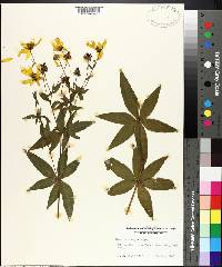 Coreopsis major image