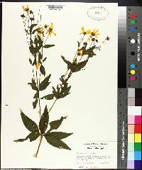 Coreopsis major image