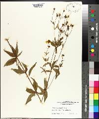 Coreopsis major image