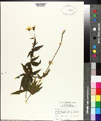 Coreopsis major image