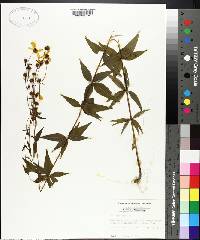 Coreopsis major image