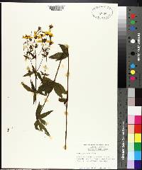 Coreopsis major image