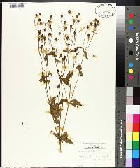 Coreopsis major image