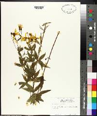 Coreopsis major image