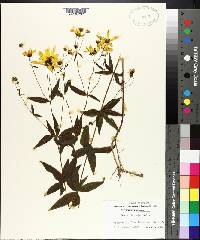 Coreopsis major image