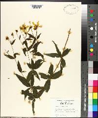 Coreopsis major image