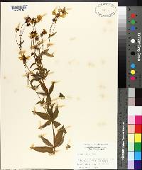 Coreopsis major image