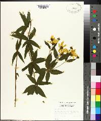 Coreopsis major image