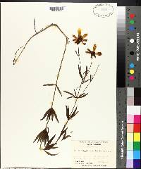 Coreopsis major image