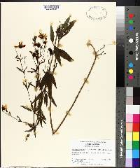 Coreopsis major image