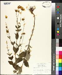 Coreopsis pubescens image